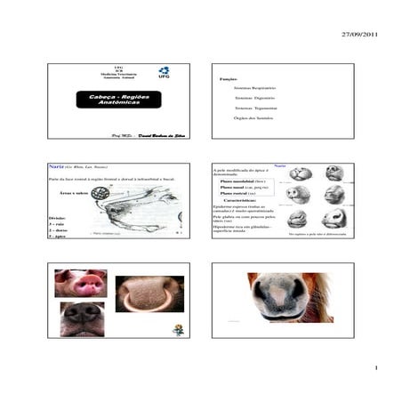 Aula 6 de anatomia: Cabeça