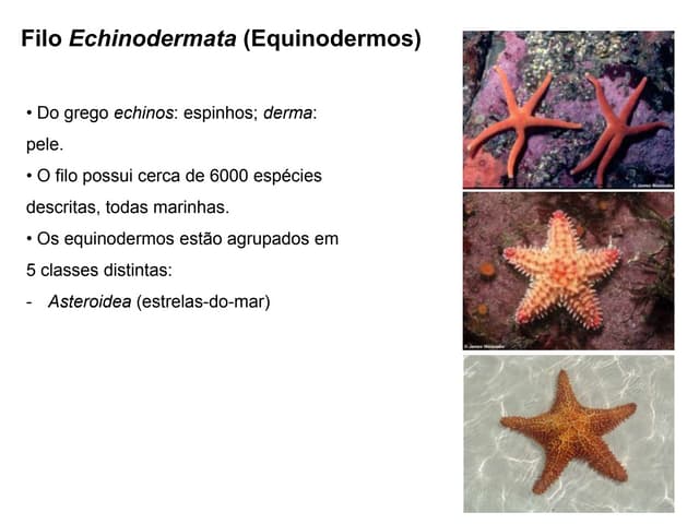 7º ano  cap 18 equinodermos