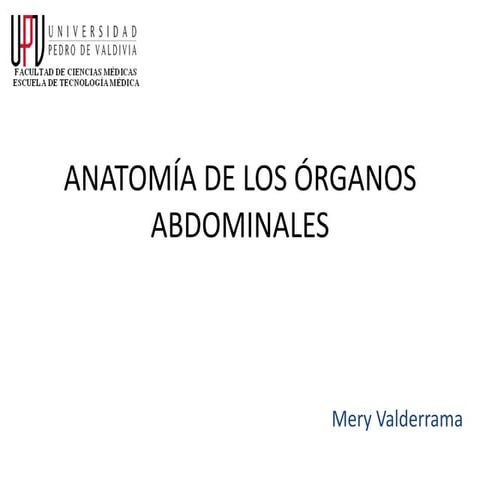 Abdomen