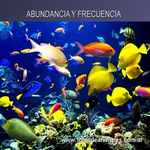 Abundancia y frecuencia