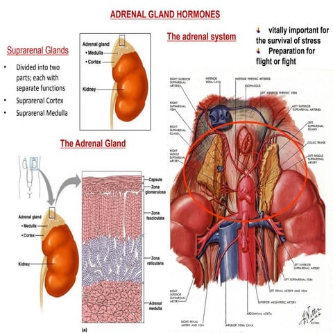 Adrenal hormone