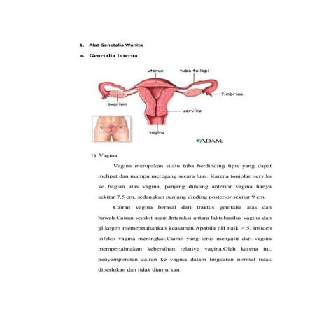 Alat genetalia wanita