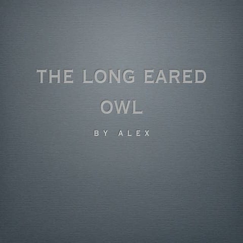 Alex Long-eared Owl