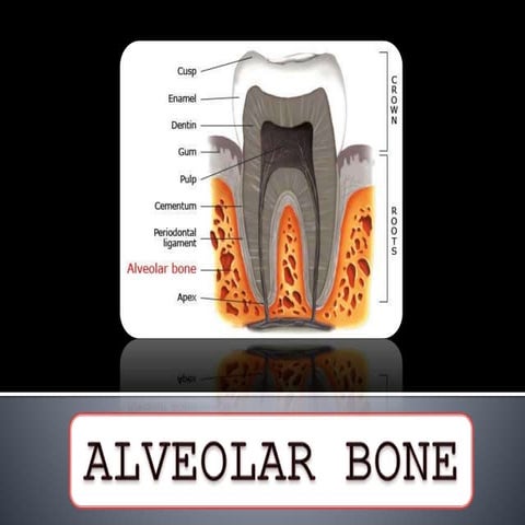 Alveolar bone
