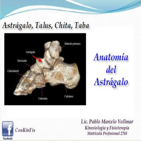 Anatomia del astragalo