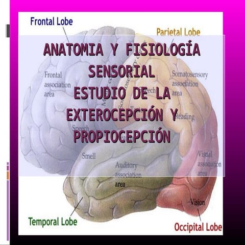  Anatomia-del-dolor-y-estudio-extero-propiocepcion