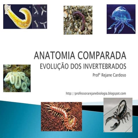 Anatomia comparada (evolução dos invertebrados)