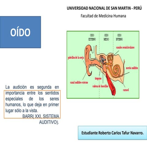Anatomia del oído