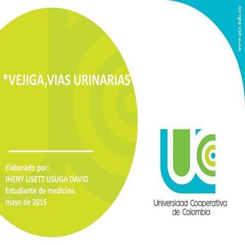 vejiga urinaria y uretra