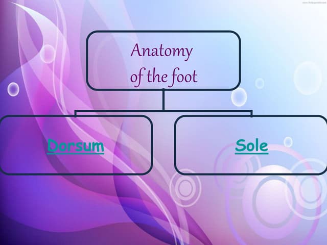 Anatomy Foot.ppt
