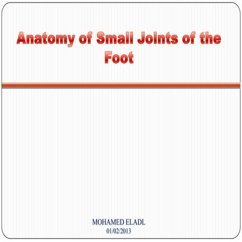 Anatomy of small joints of the foot