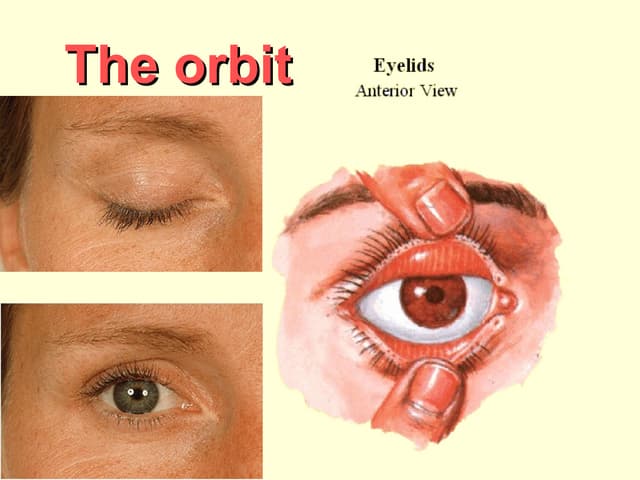 Anatomy of the orbit 