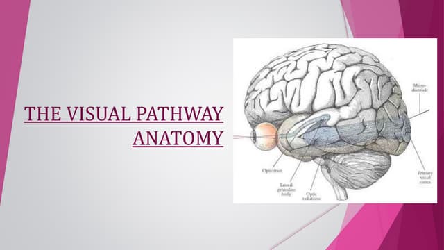 ANATOMY OF VISUAL PATHWAY - DR.RUTHRA.pptx