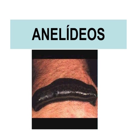 Anelideos