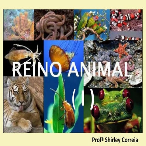 Animais   i