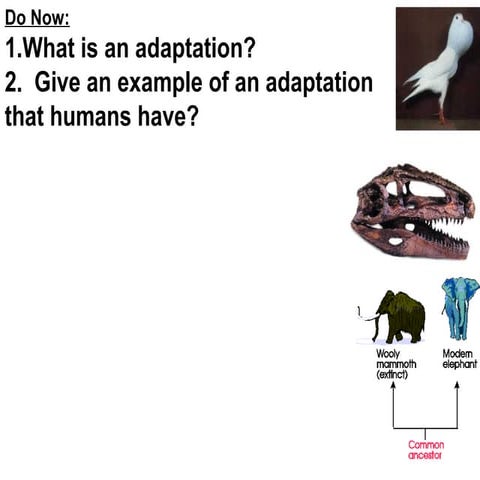 5.00 Animal adaptations