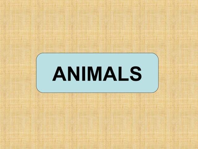 Animal body parts