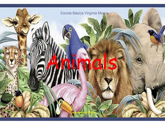 Animals   