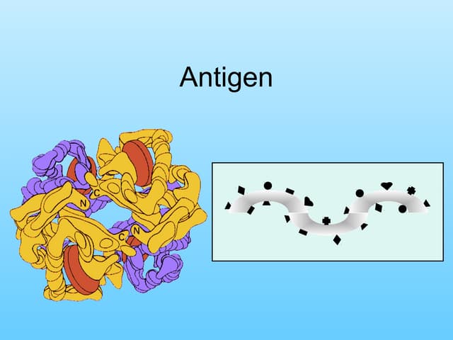 Antigen lecture-51 (1)