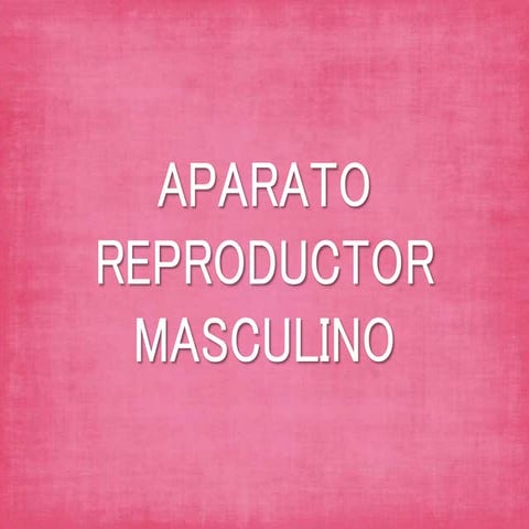 Aparato reproductor masculino