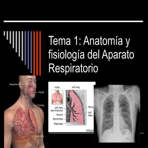 Aparato respiratorio