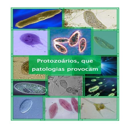 Trabalho AP | Protozoários | Biologia 12º Ano