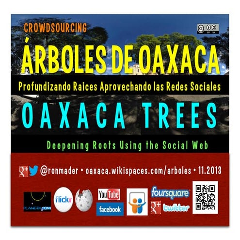 Oaxaca Trees (Árboles de Oaxaca)