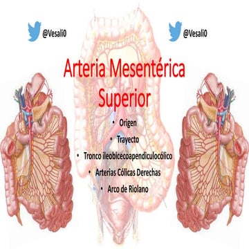 Anatomía - Arteria mesentérica superior
