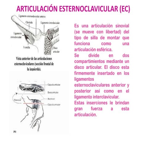 Articulación esternoclavicular