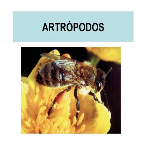Artrópodes