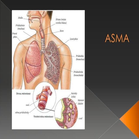 Asma 