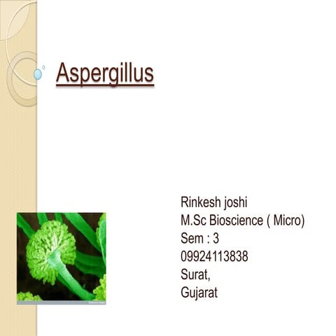 Aspergilles