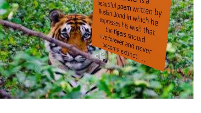 A tiger in the zoo ppt