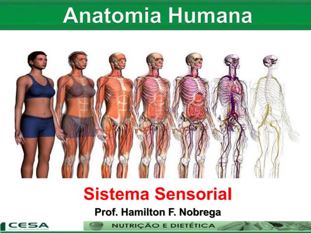 Aula 08   sistema sensorial - anatomia e fisiologia