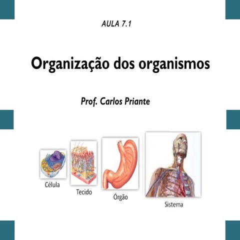 Organização dos organismos- Tecidos, órgãos e sistemas