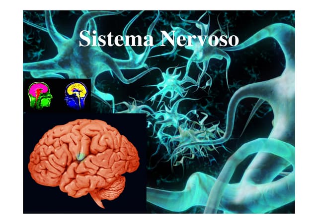 SISTEMA NERVOSO