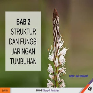struktur, bentuk  dan fungsi jaringan tumbuhan