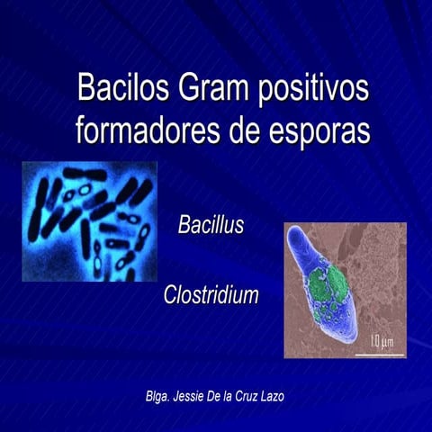 Bacilos Gram Positivos Formadores De Esporas