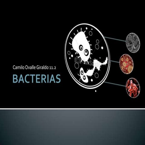 Bacterias