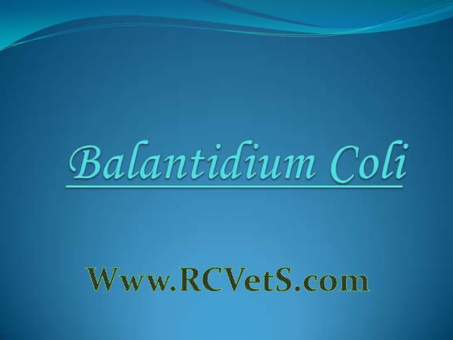 Balantidium Coli