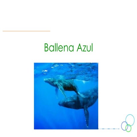 Ballena Azul