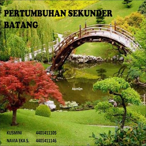 anatomi tumbuhan Batang sekunder