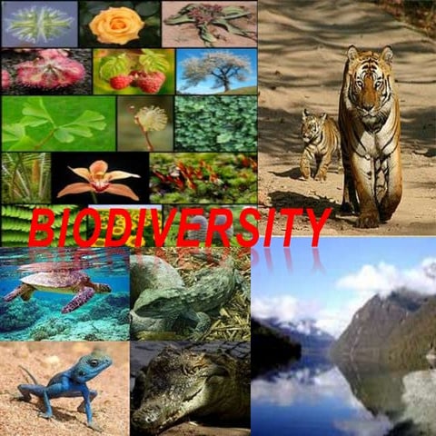 Biodiversity