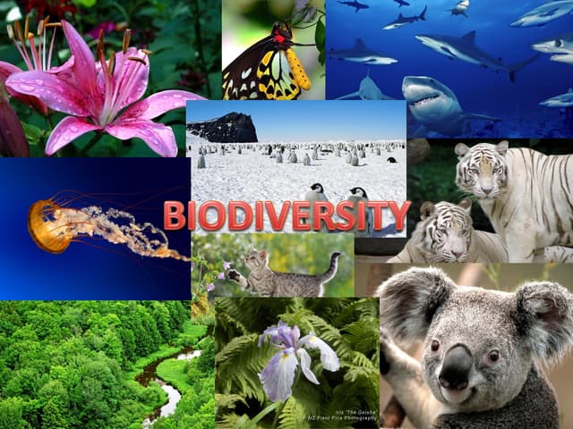 Biodiversity