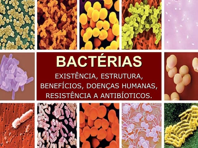 Biologia: Bactérias
