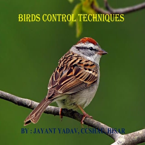 Birds control techniques