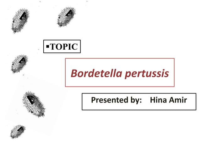Bordetella pertusis
