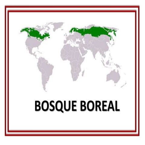 Bosque Boreal 