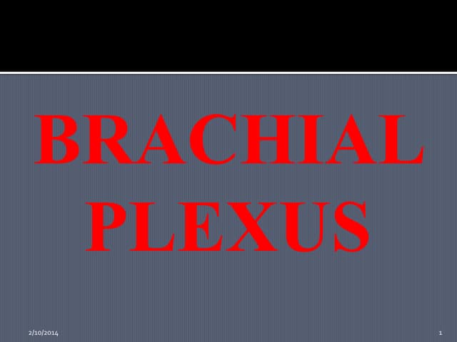 Brachial plexus (2)