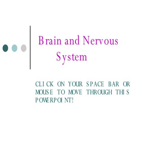 Brain And Nervous System